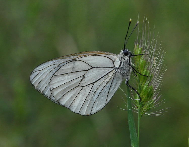 Aporia crataegi